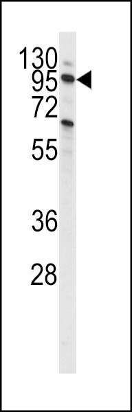 WB - PI3KC3 Antibody (S851) AP1851j